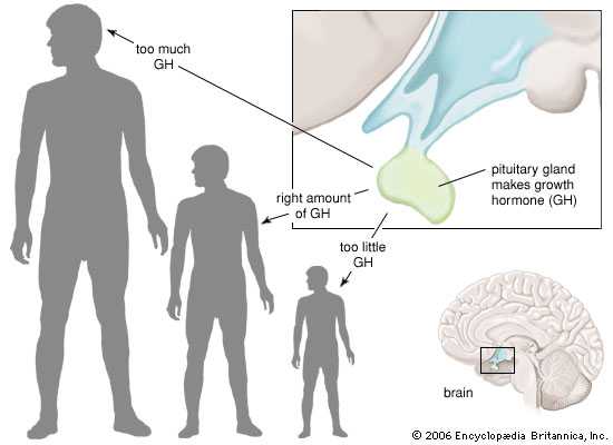 What is Growth Harmone [HGH]?