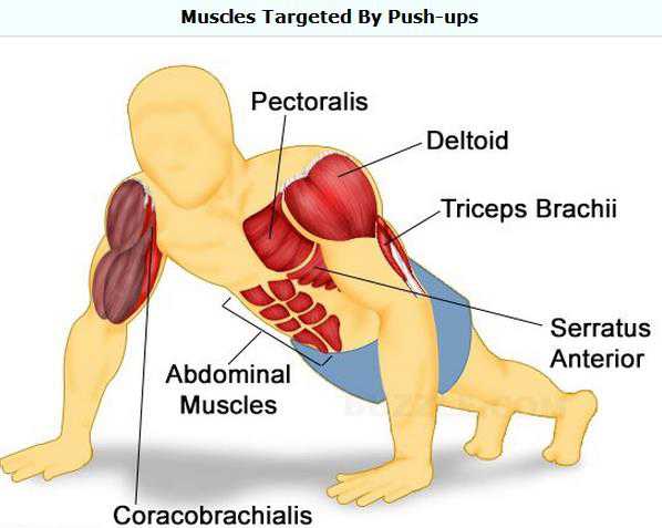 push ups muscles