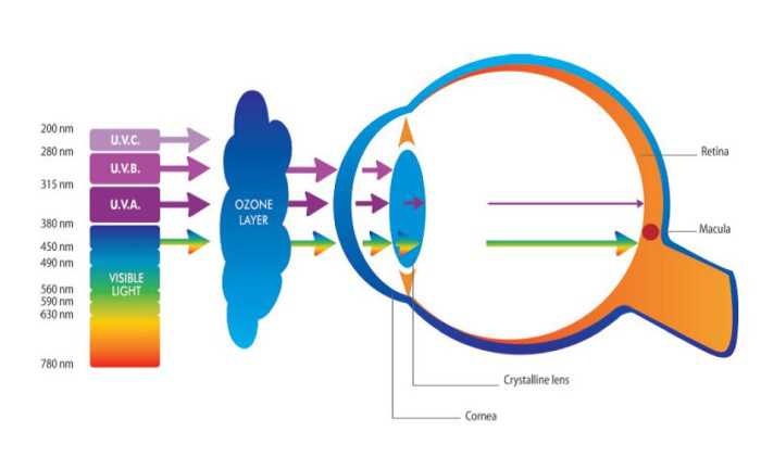 Dangerous Health Effect of LED & CLF Bulbs 4 Eyes