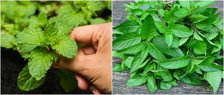 mint leaves use