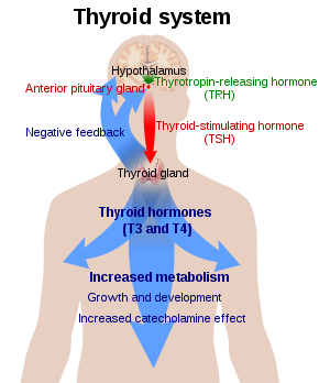 thyroid function