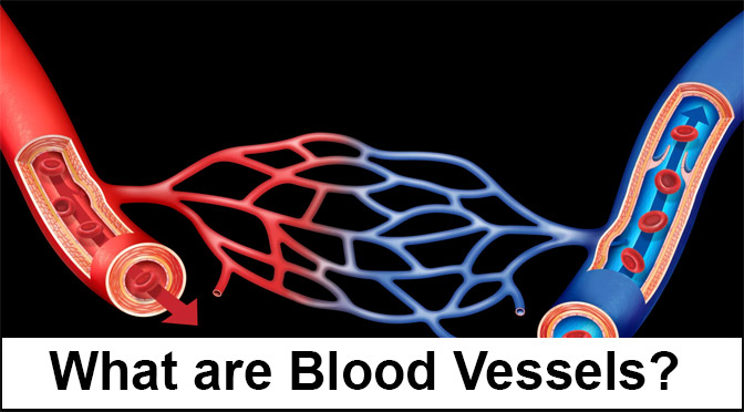 blood vessels