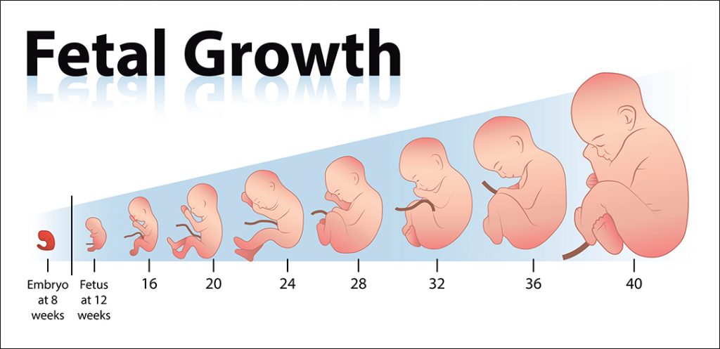 First Trimester