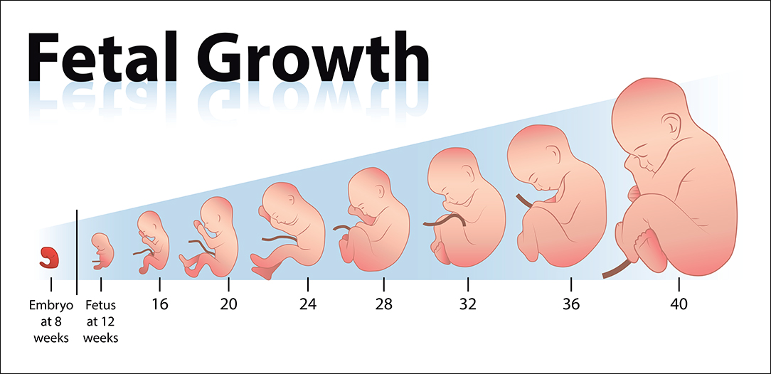 Baby Trimester Chart