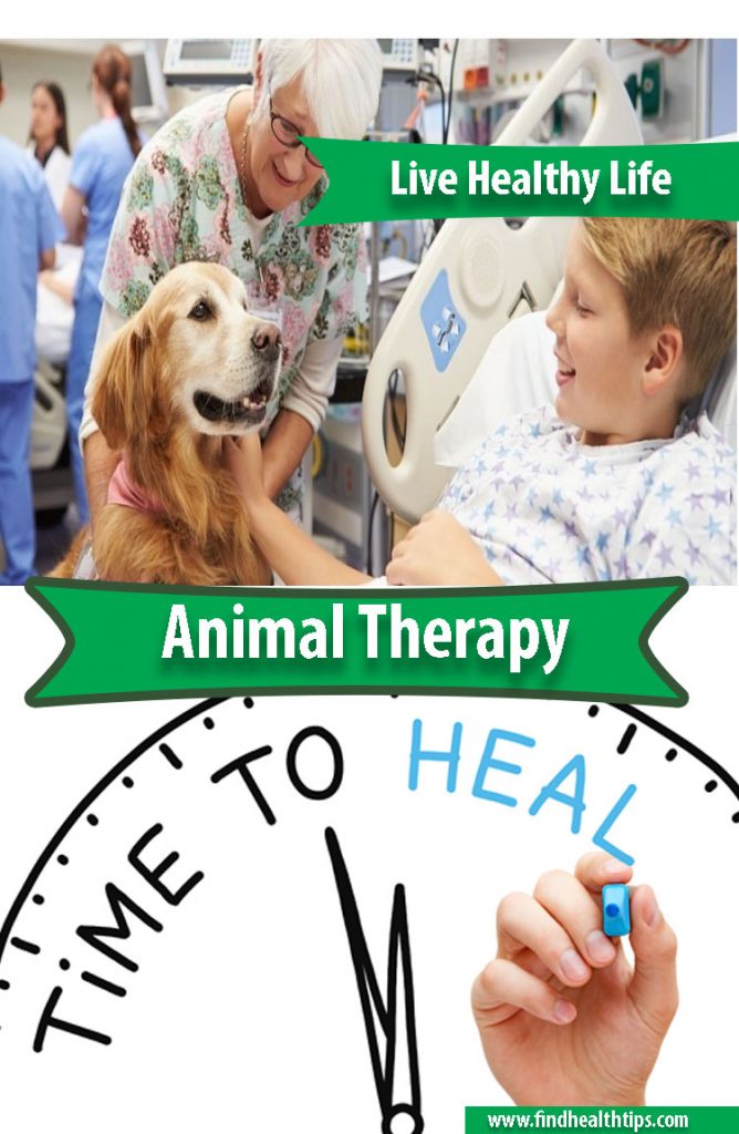 animal therapy