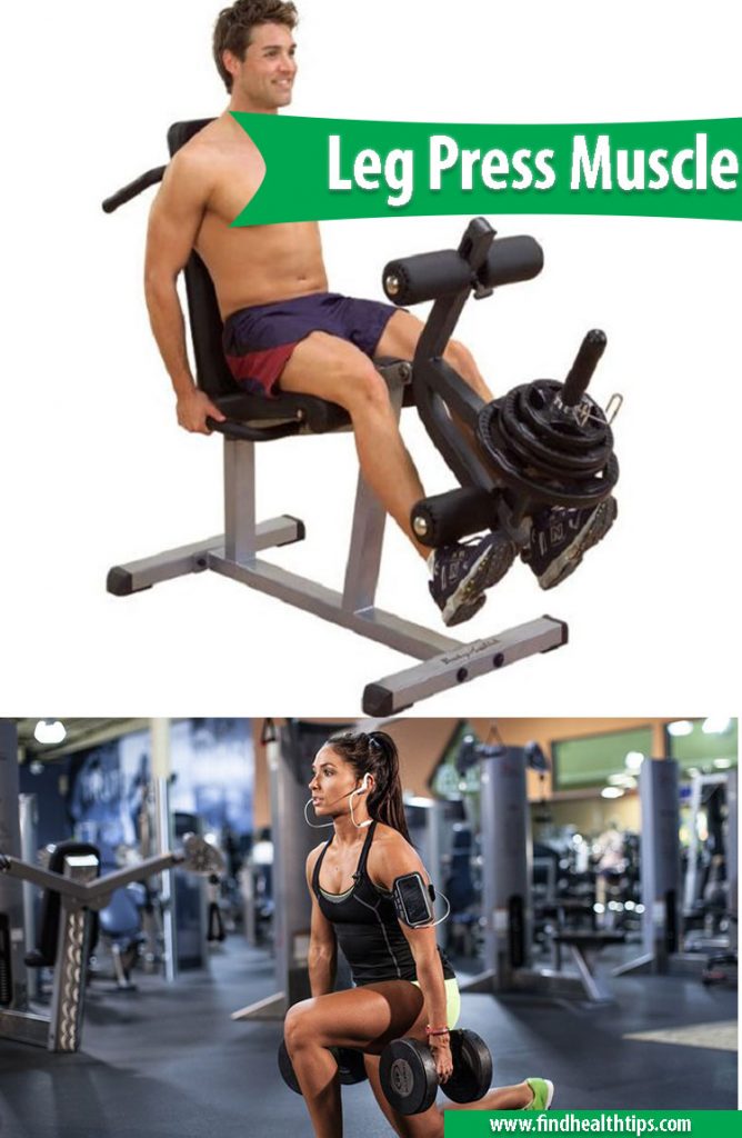 leg press muscle