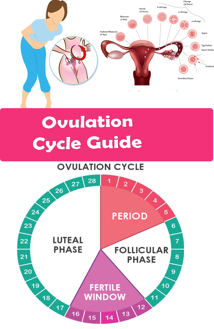 Everything You Need To Know About Ovulation Find Health Tips 