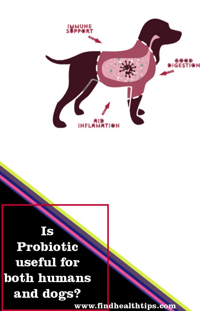 How are Probiotic useful for both humans and dogs?