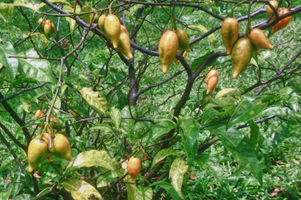 Ibogaine Plant addiction treatment