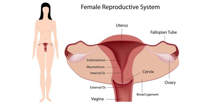 Vaginal Tightening Creams: An Alternative to Vaginoplasty!