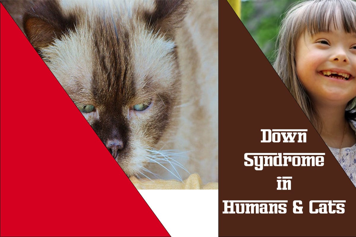 Down Syndrome in Humans and cats