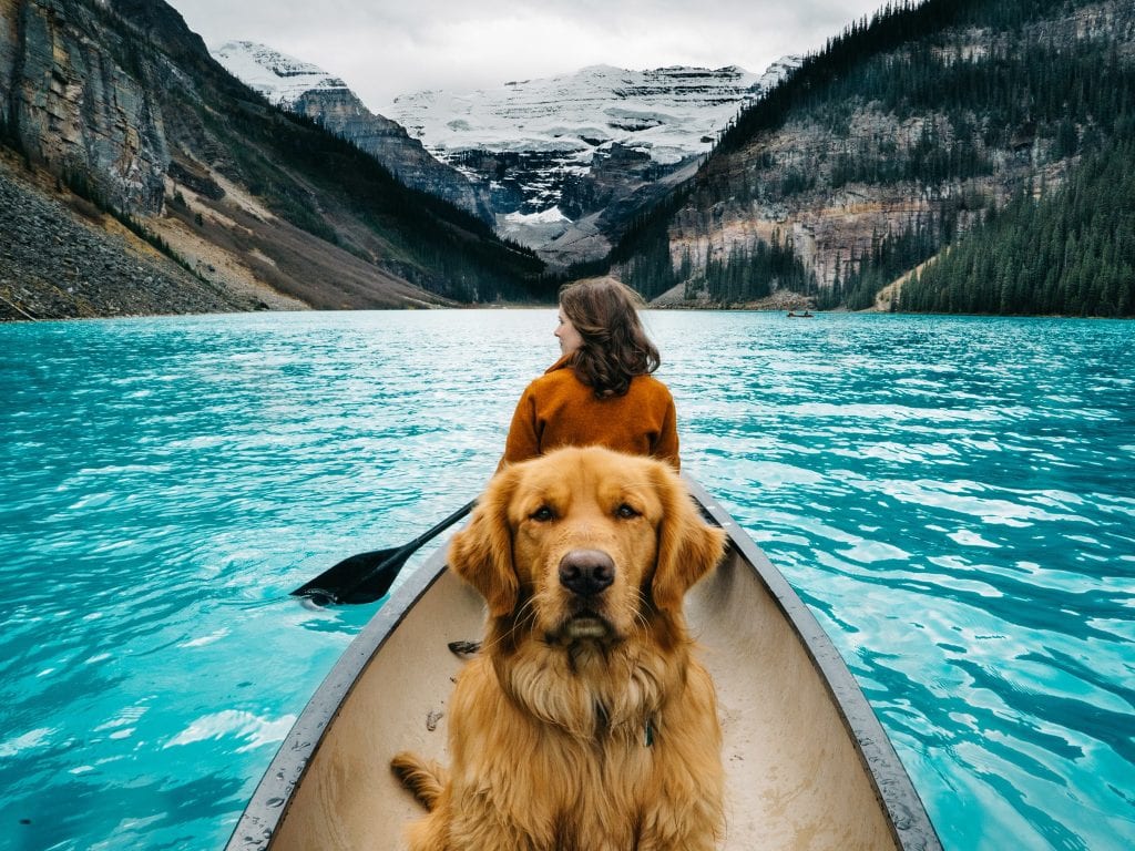 Dog healthy travel checklist