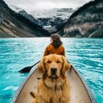 Dog healthy travel checklist