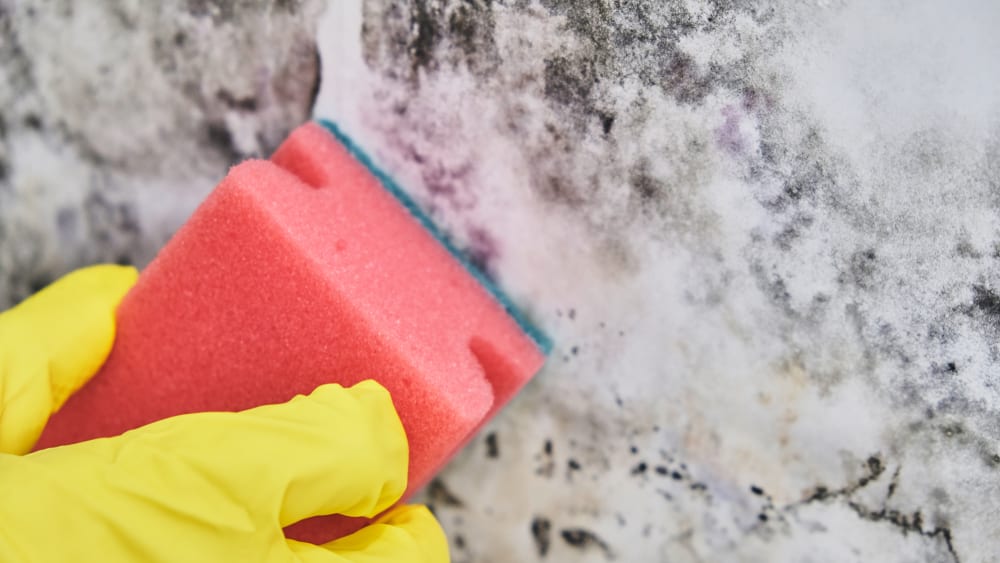 mould cleaning