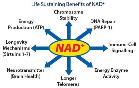 anti aging NAD+