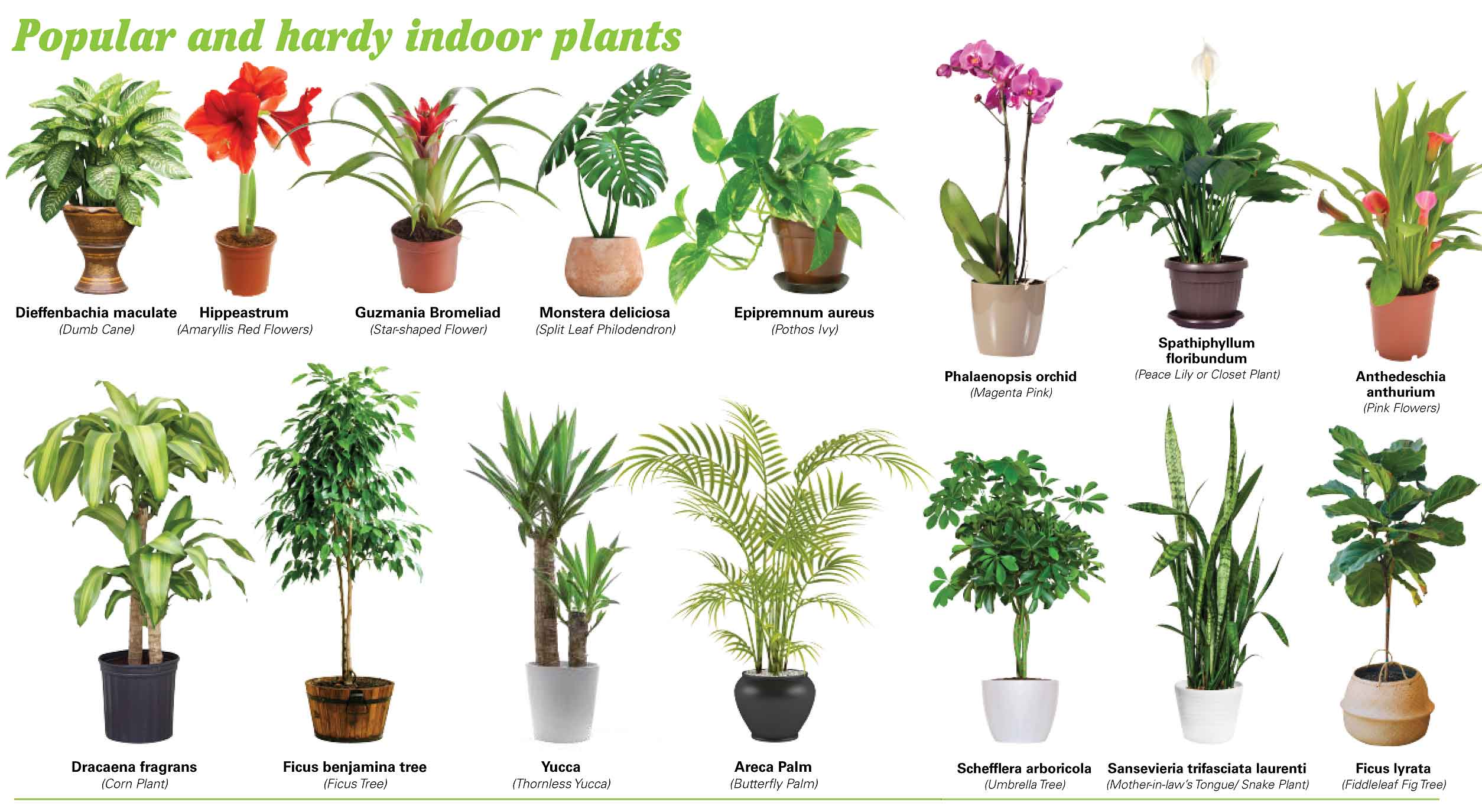 Most oxygen producing plants indoor