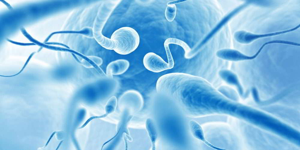 male fertility