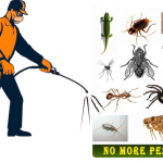 The Usual Suspects: Common Jacksonville Pests 1