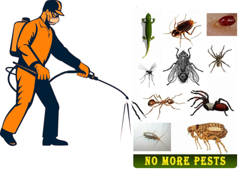 The Usual Suspects: Common Jacksonville Pests 1