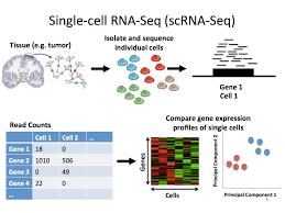 How scRNA-seq analysis has made analyzing sequencing data an extremely easy task