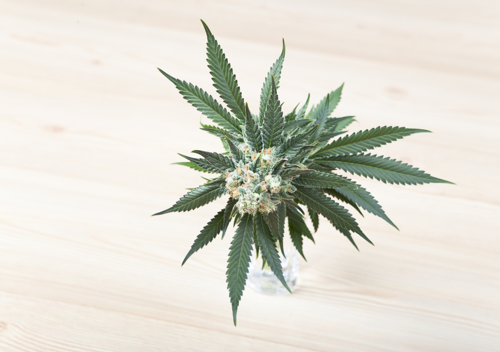 CBD Hemp