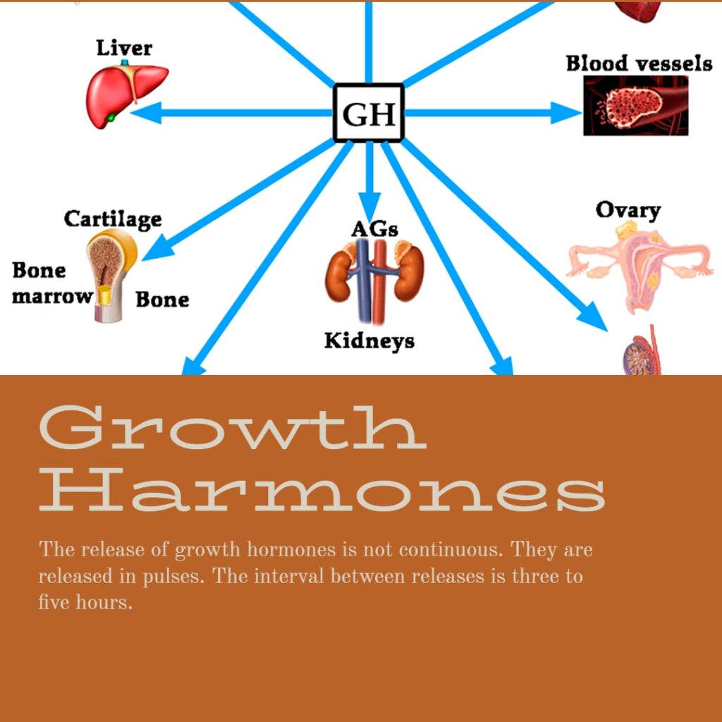 Understanding Excess and Deficiency in Growth Hormones 1 Growth Hormones - showing GH model here