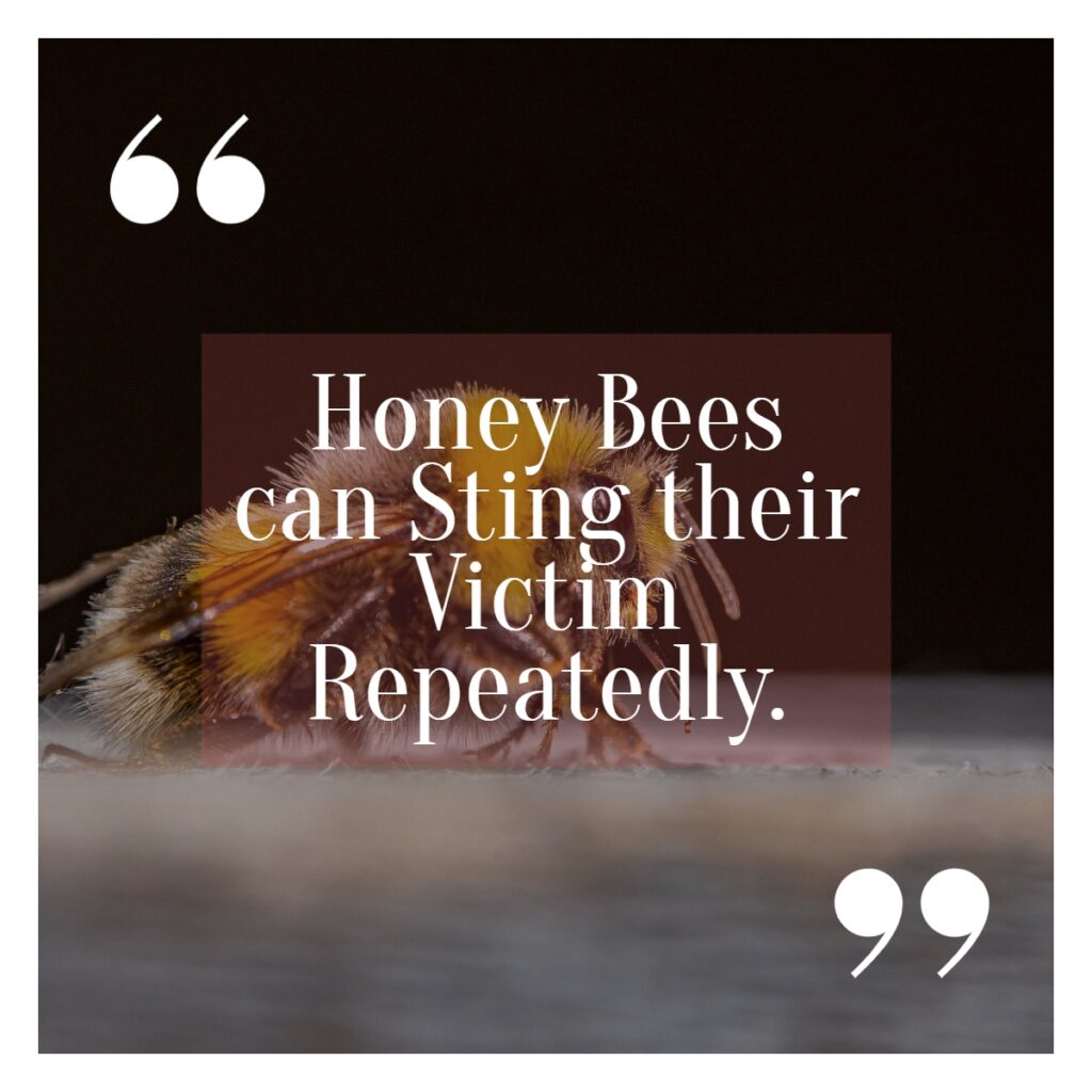 5 Home Remedies for Bee Stings 1 Honey Bees can sting their victim repeatedly fact written on the picture of Honey Bee