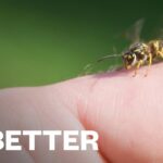5 Home Remedies for Bee Stings 1