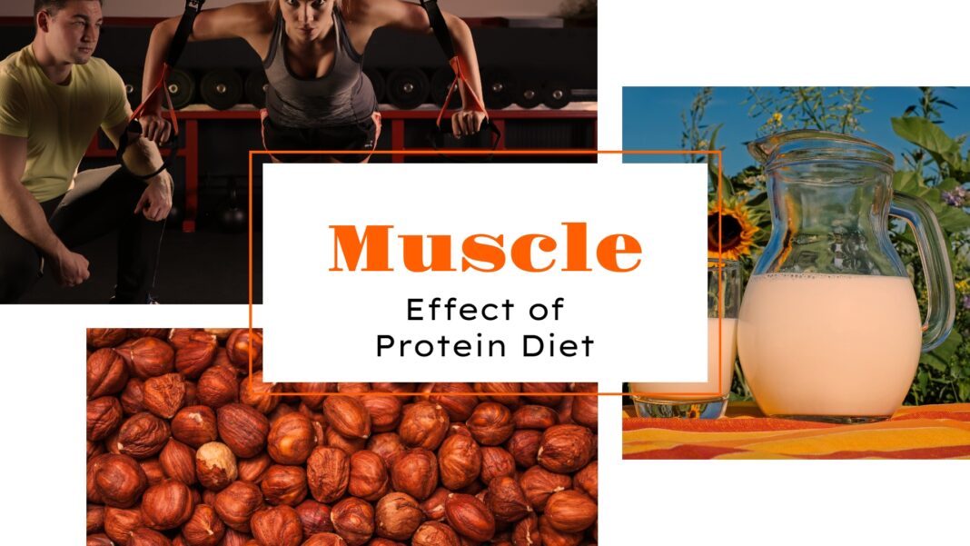 protein diet muscle