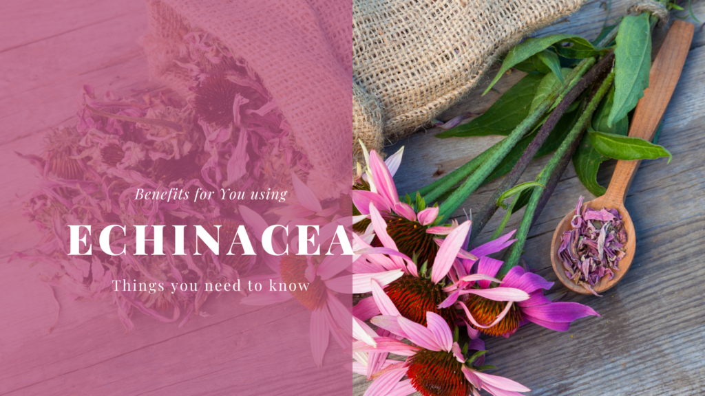 Echinacea flowers having brown cover- uses of Echinacea