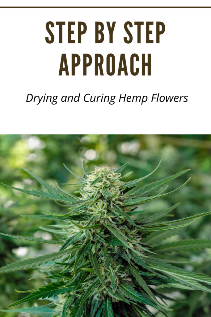 Green Hemp Flower - Drying and Curing Hemp Flowers Step by Step Approach
