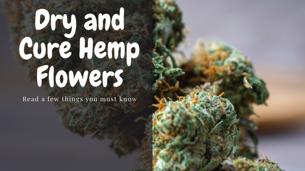 dry and cure hemp flowers