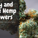 dry and cure hemp flowers