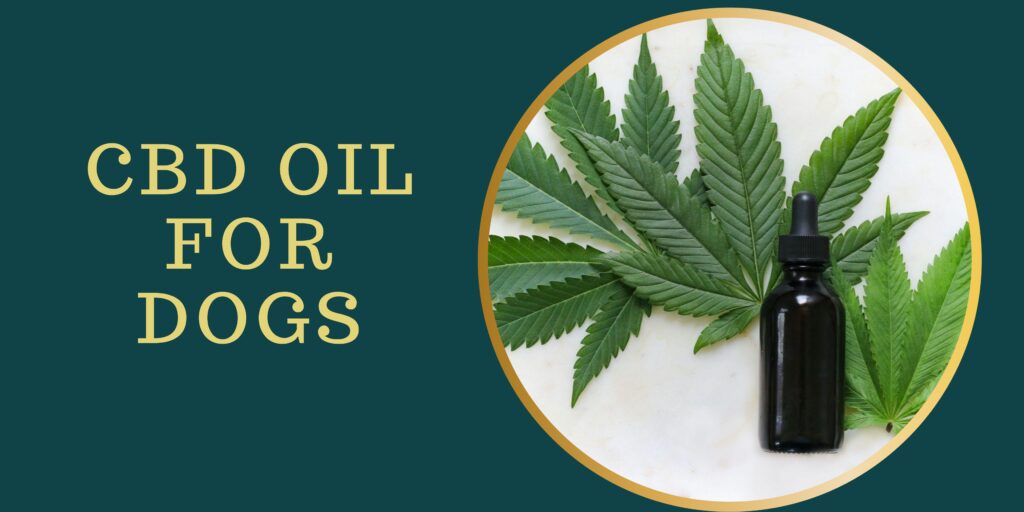 CBD Oil for Dogs