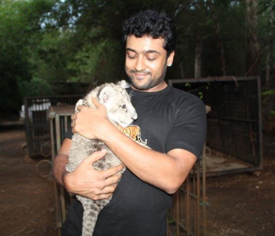 Surya posing for camera with a tiger cub - south Indian actors without makeup