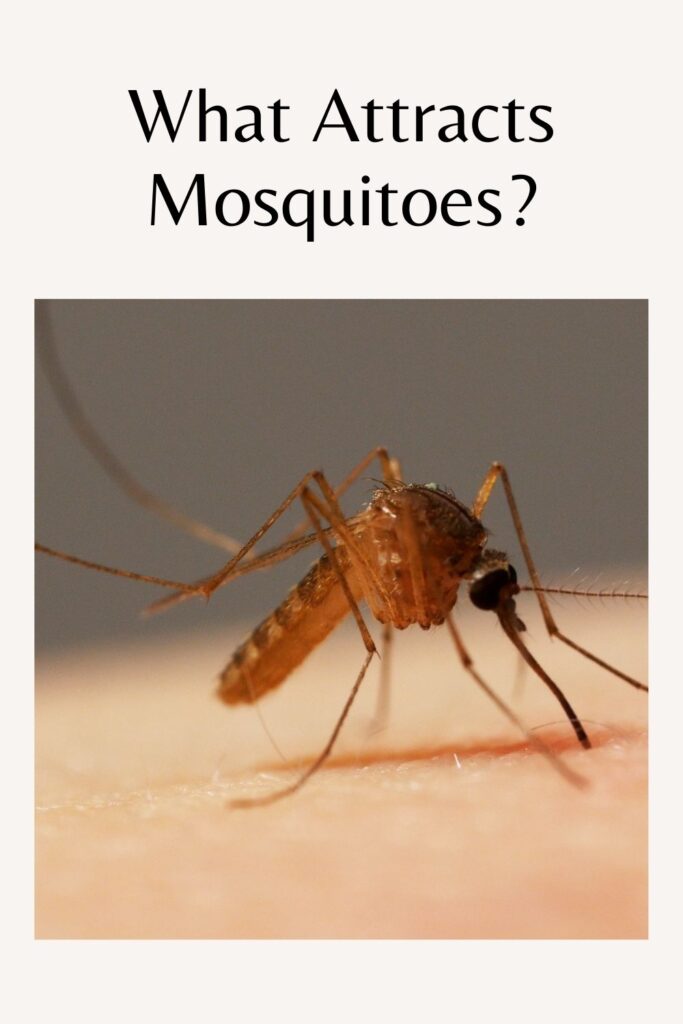 A close up shot of Mosquito - Mosquitos