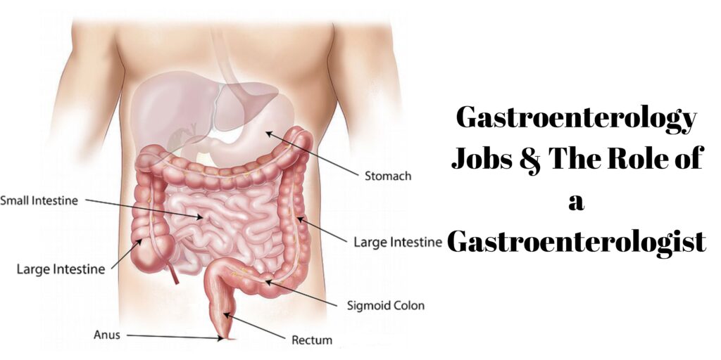 Gastroenterology Jobs & The Role of a Gastroenterologist